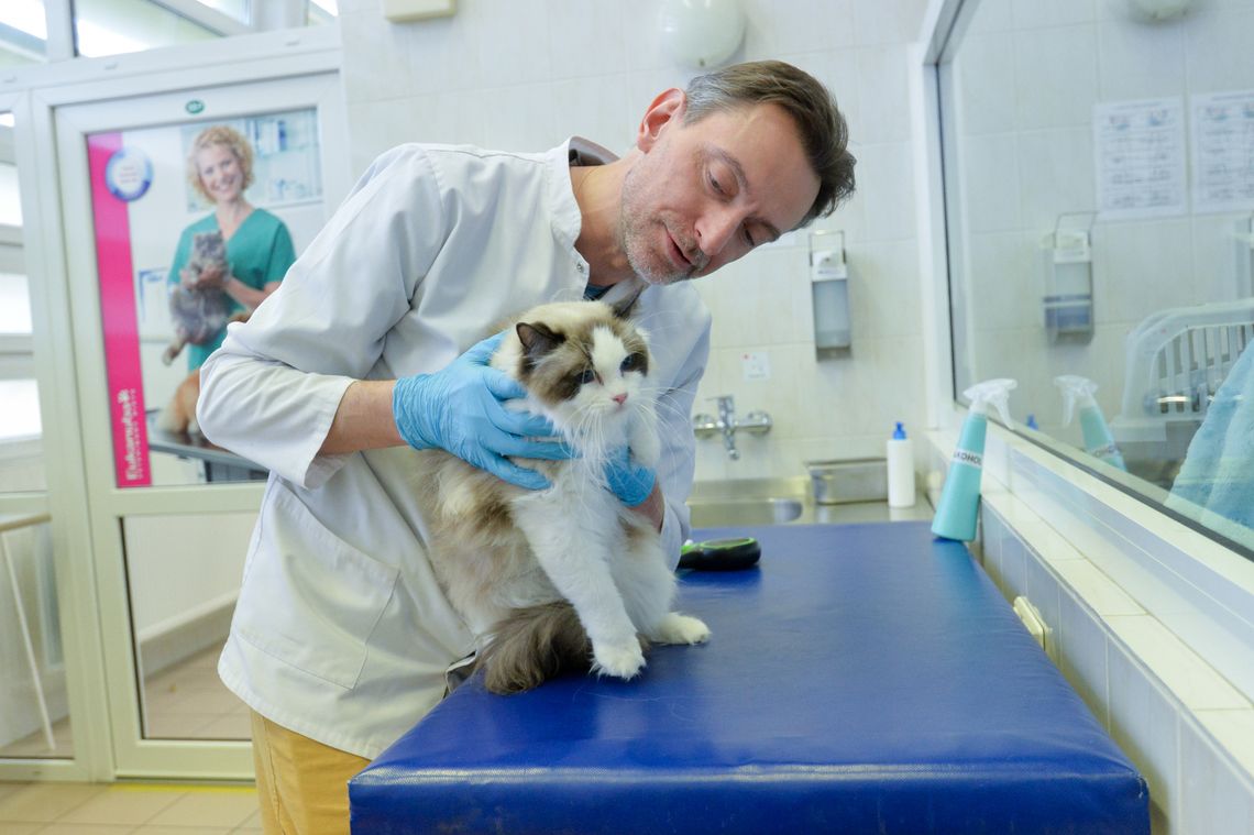 Czy nauka pomoże uratować rysie, tygrysy i żubry?