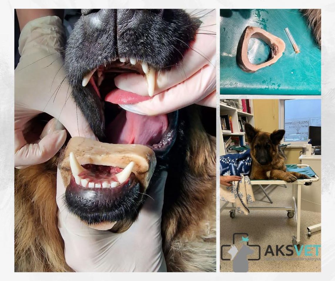 Czy powinno się dawać psom do zabawy kości albo bardzo twarde gryzaki?