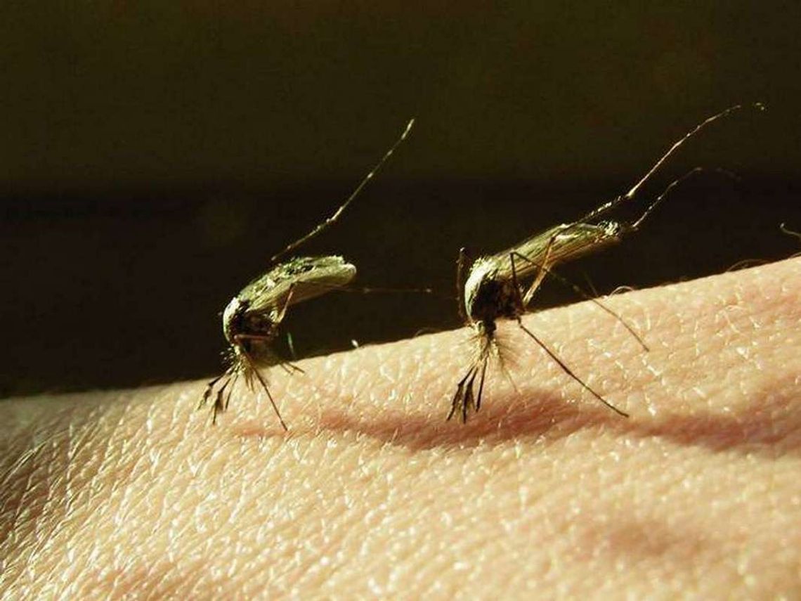 Czy uda się zwalczyć plagę komarów? Czy uda się zwalczyć plagę komarów?
