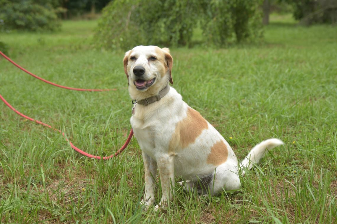 Do tej pory się udawało. A teraz? Dropsik czeka...