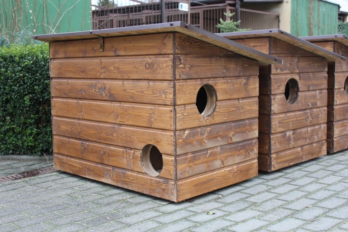 Domki dla bezdomnych kotów. Tak czy nie?