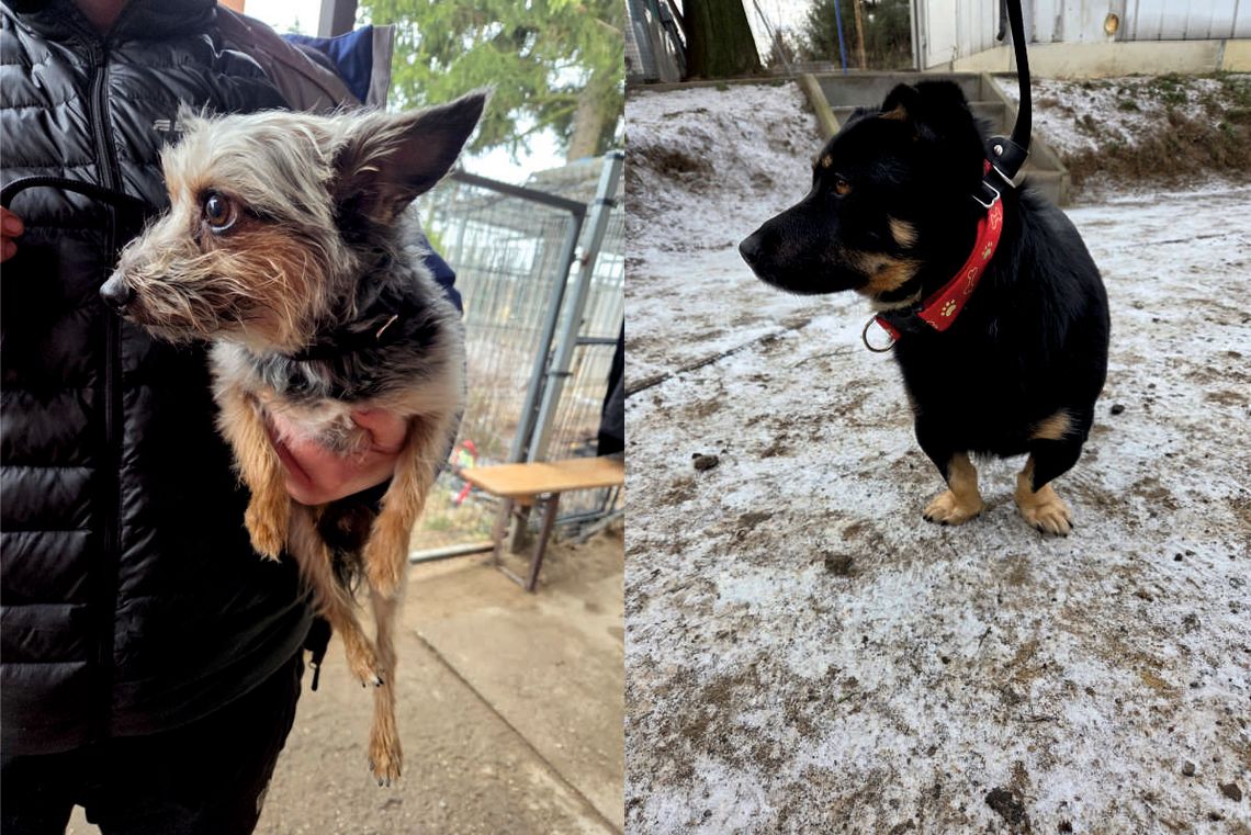 Dwa znalezione pieski czekają w oławskim schronisku