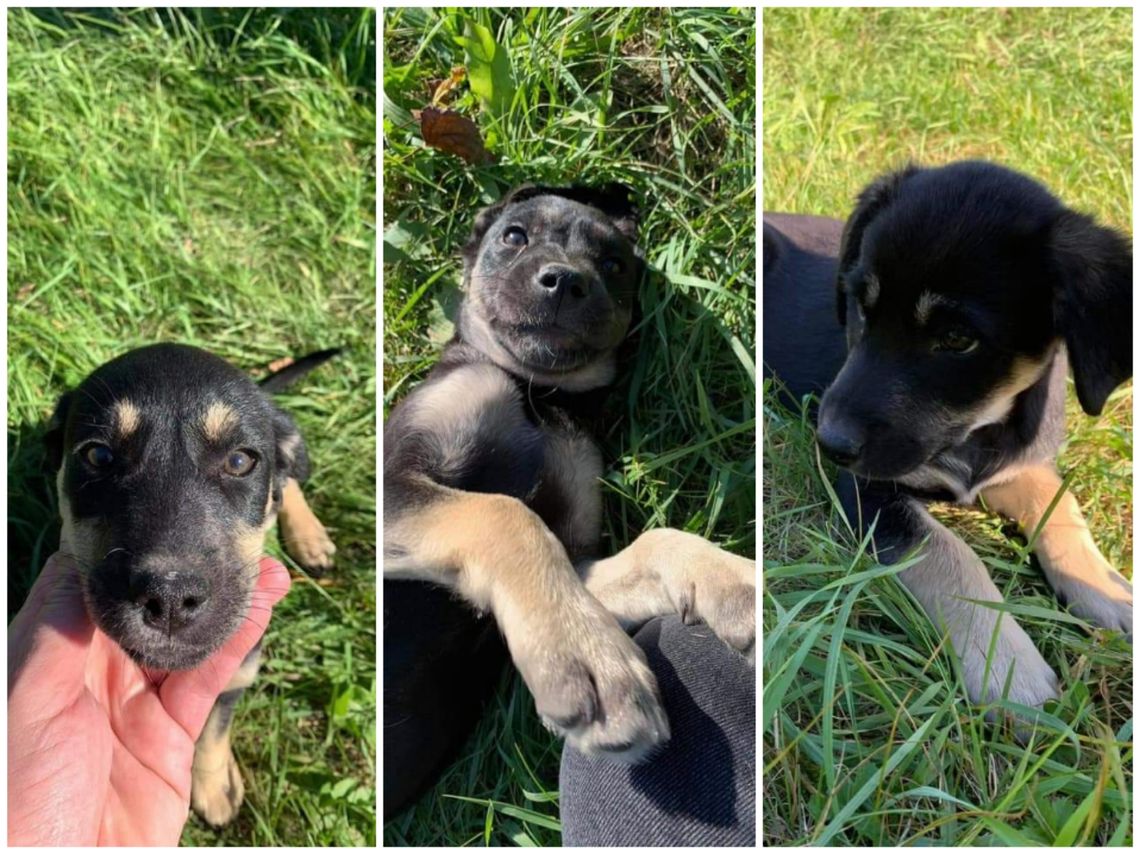 Dwie dziewczynki, jeden chłopczyk. Kto je pokocha? 