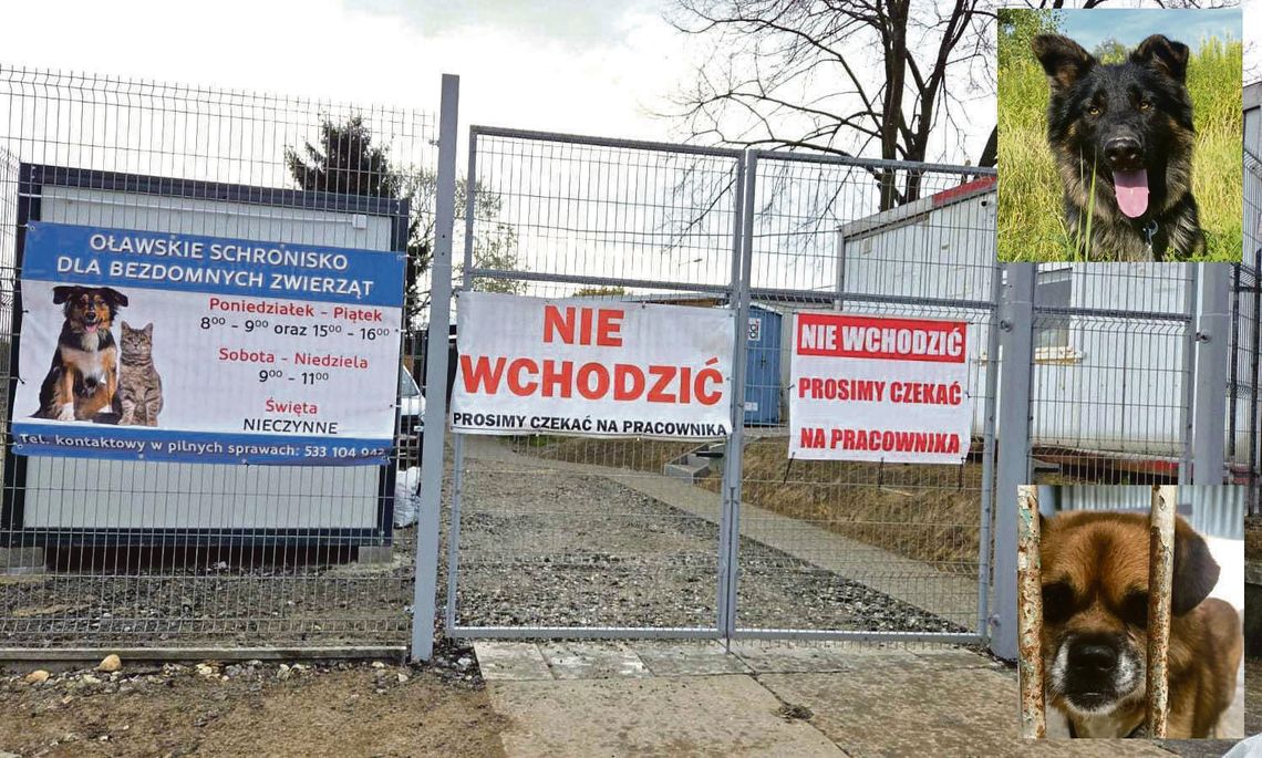 Dyrektor: - Sorry, to nie jest hotel pięciogwiazdkowy, tylko schronisko