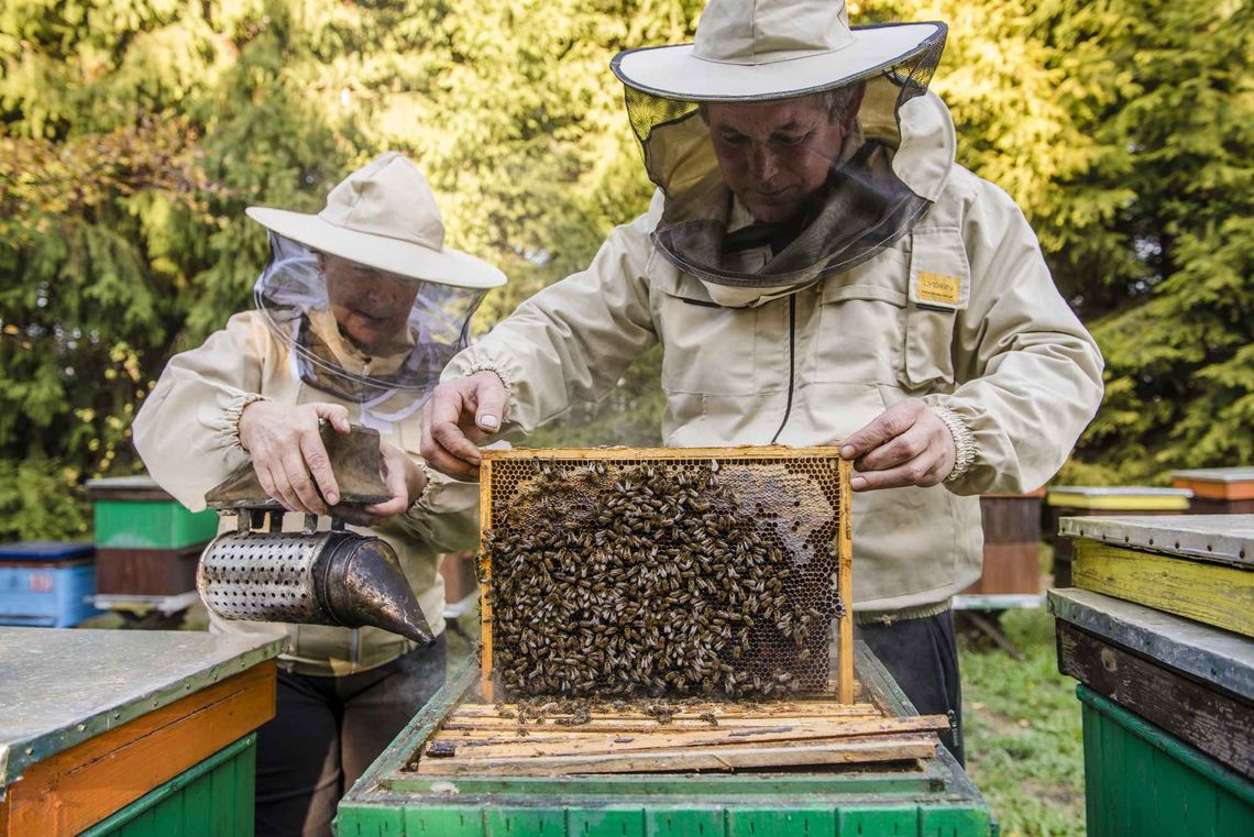 Dzień otwarty w Pszczelarskiej Zagrodzie Edukacyjnej w Ryczynie Dzień otwarty w Pszczelarskiej Zagrodzie Edukacyjnej w Ryczynie