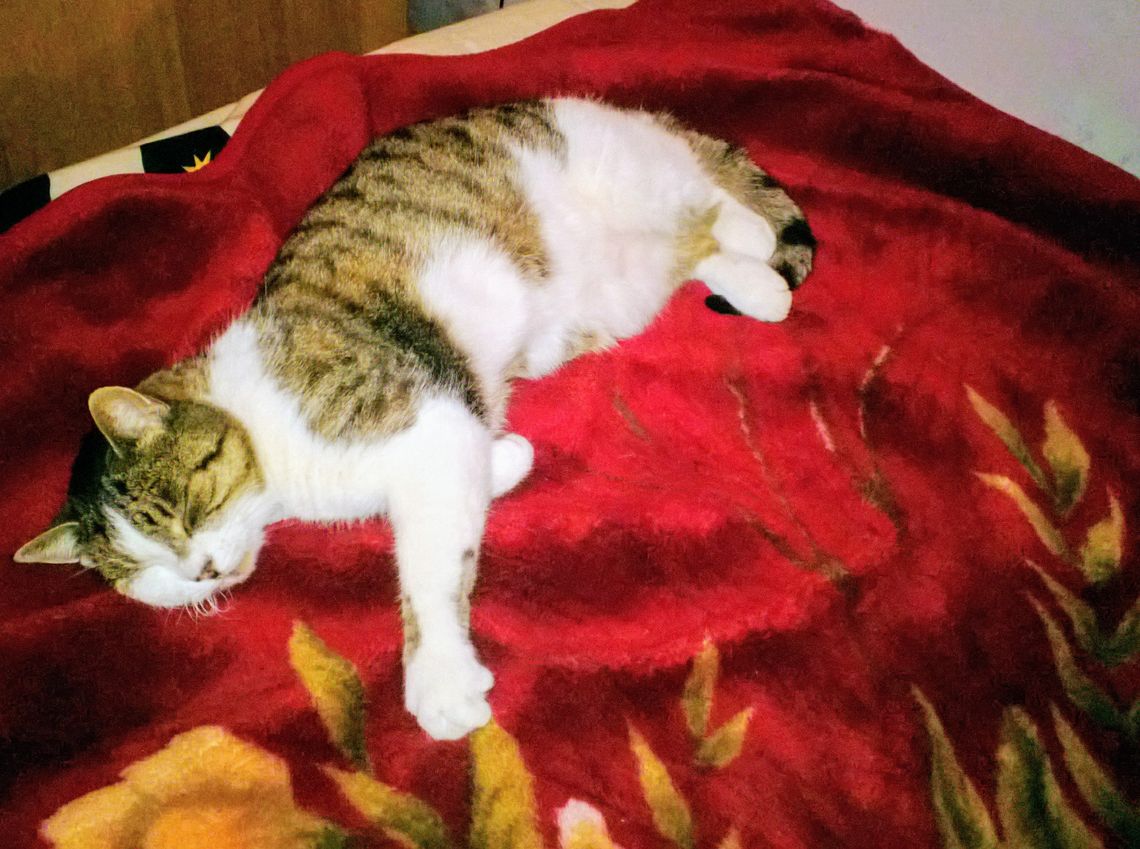 Gdzie jest Micia? Dla znalazcy nagroda