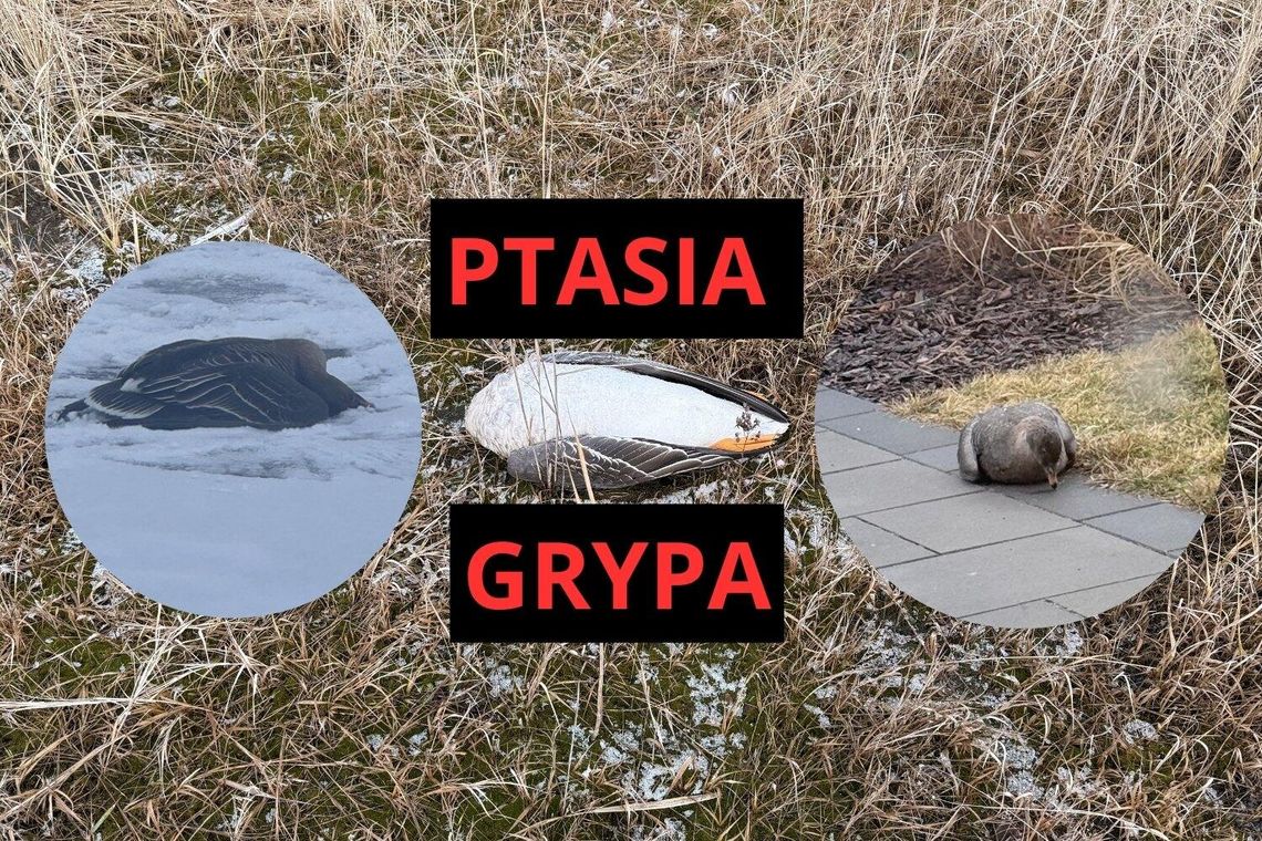 Gęsi padają jak muchy, a mieszkańcy oczekują reakcji