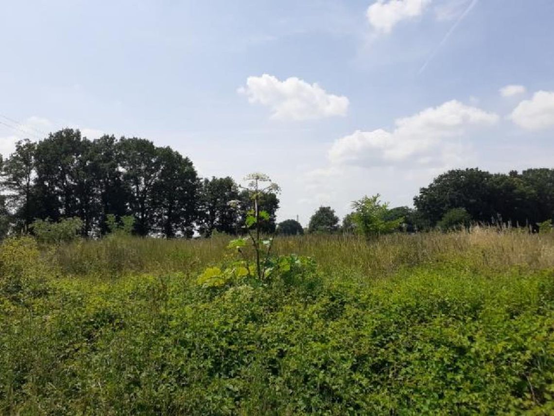 GMINA OŁAWA Groźny barszcz Sosnowskiego już tu jest GMINA OŁAWA Groźny barszcz Sosnowskiego już tu jest