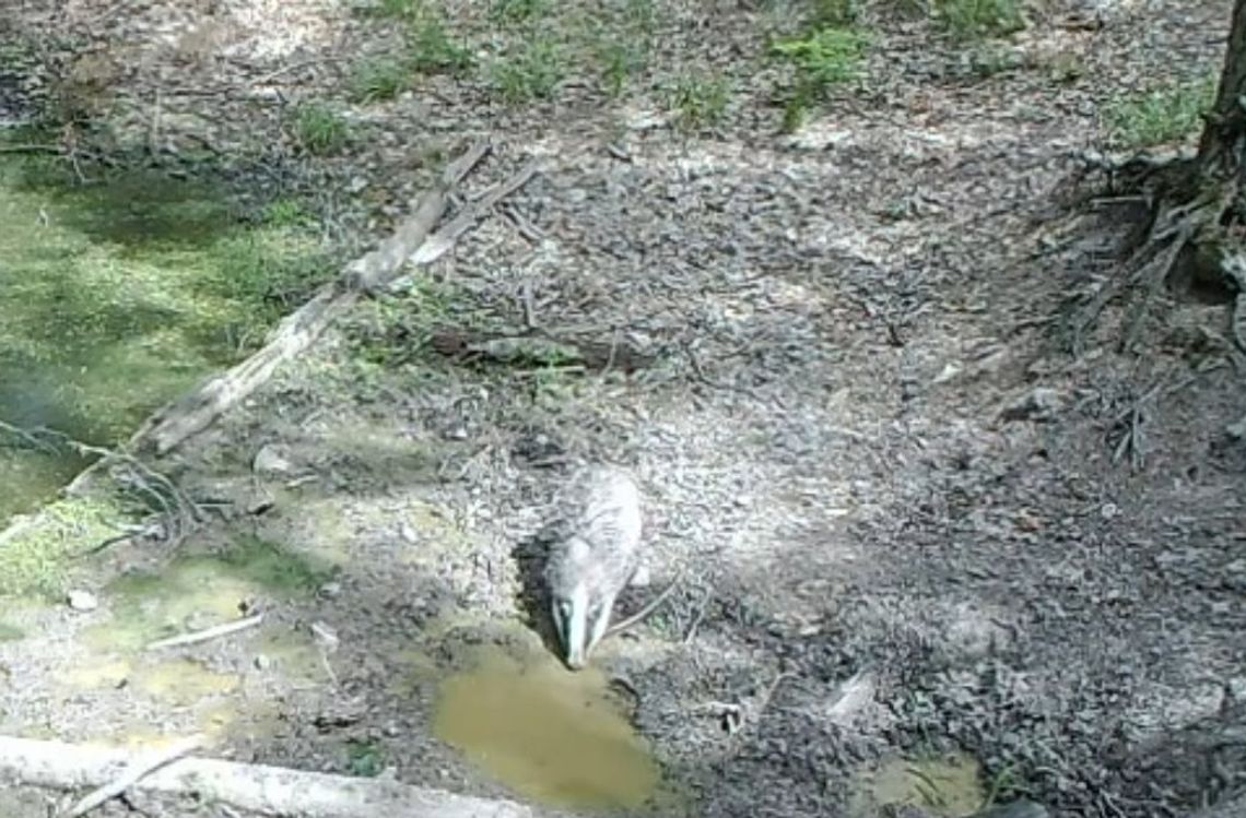 Gorące dni wywabiły borsuka do wodopoju (FILMIK) Gorące dni wywabiły borsuka do wodopoju (FILMIK)