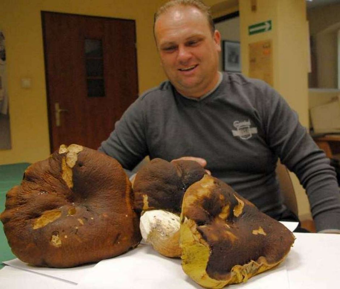 Grzyby giganty Grzyby giganty