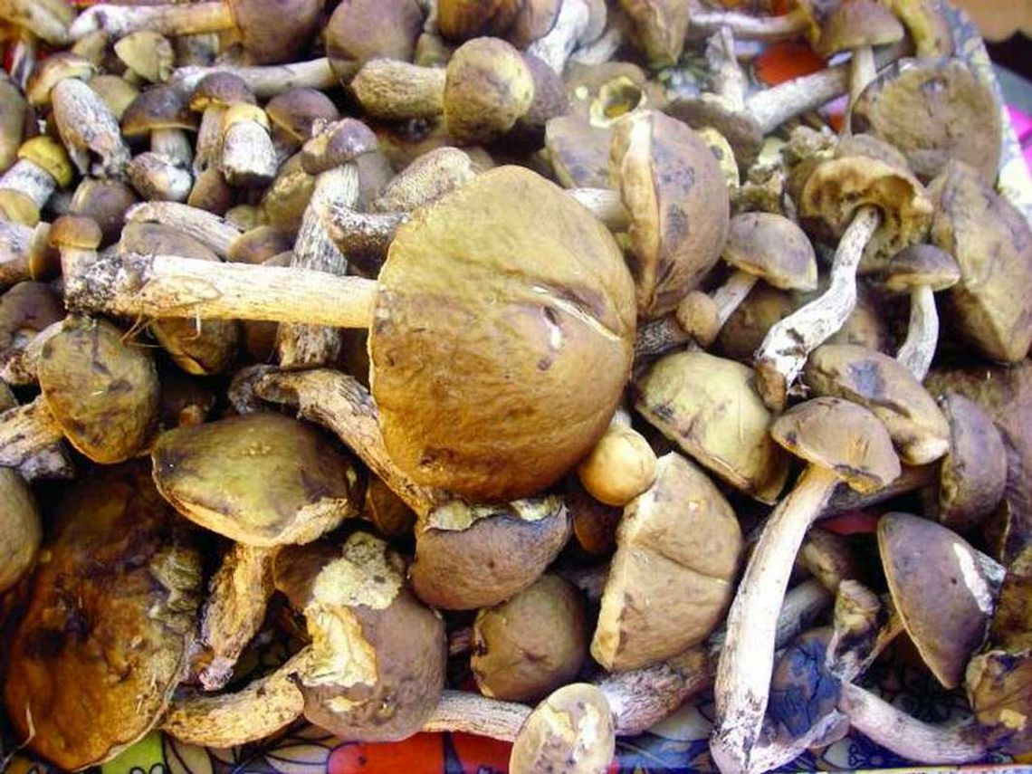 Grzyby już są Grzyby już są