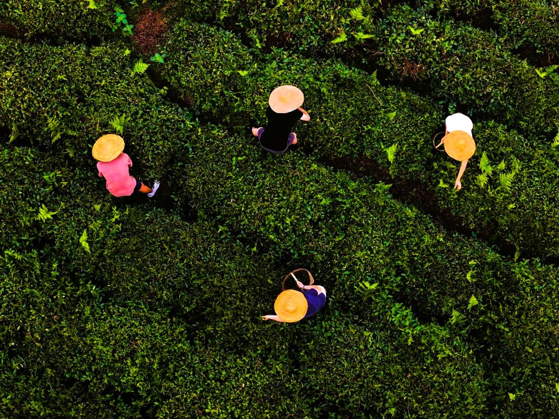 Harbaciane pola odżywają po latach