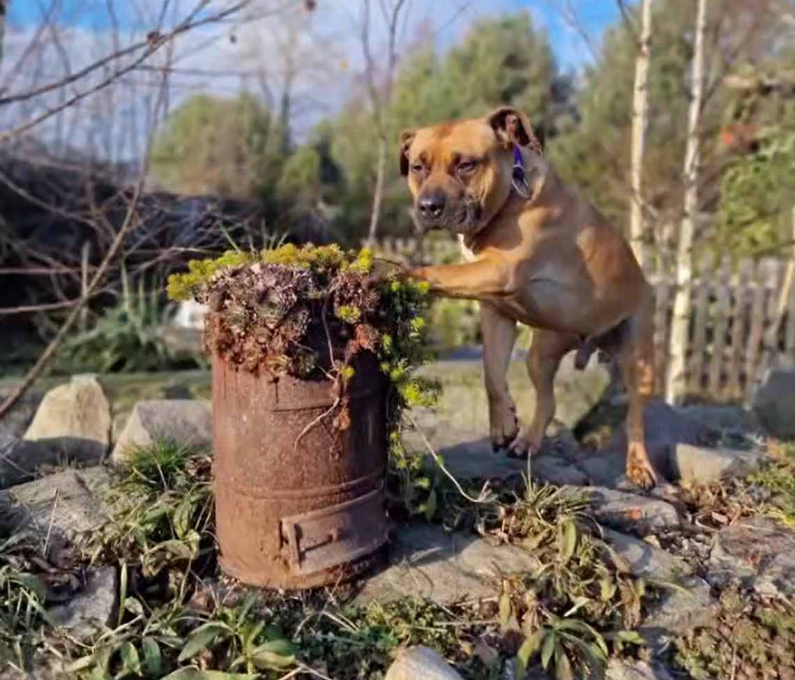 Hulk - dwuletni psiak szuka domu