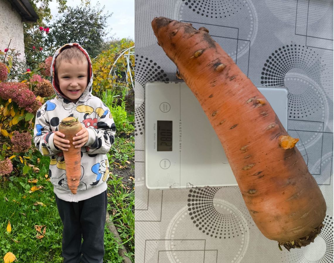 I to jest naprawdę wielka marchewka! Waży ponad kilogram