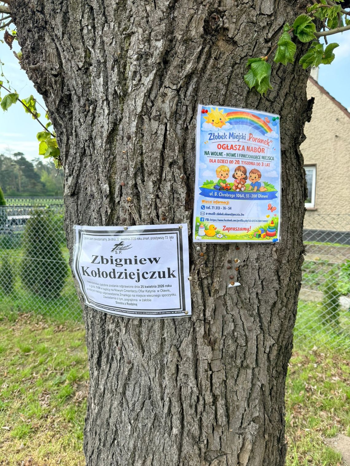 I znów ogłoszenia na drzewie mocowane pinezkami