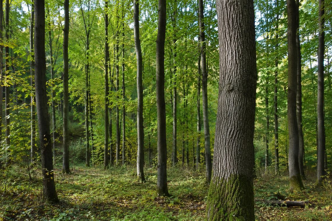 Ile niebezpiecznych drzew trzeba będzie wyciąć? Jeszcze nie wiadomo Ile niebezpiecznych drzew trzeba będzie wyciąć? Jeszcze nie wiadomo