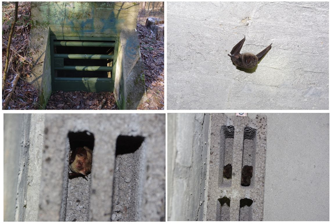 J-L. Mopki i gacki pokochały to miejsce! To spory sukces wolontariuszy