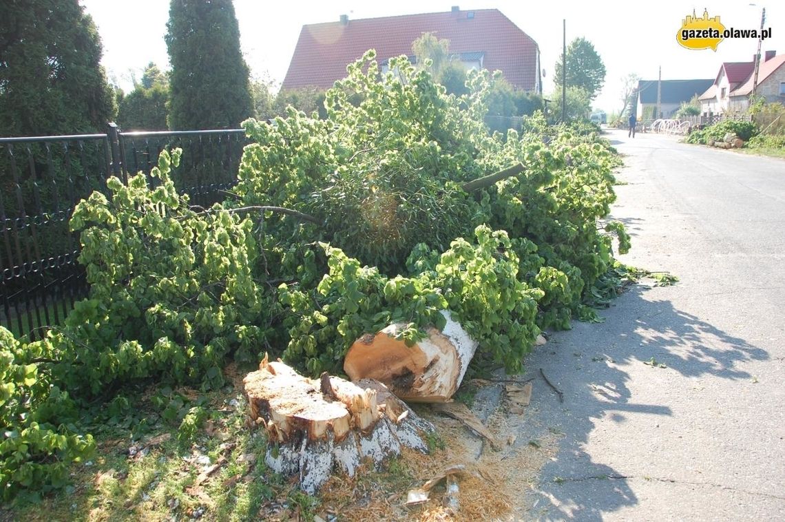 Jednak zetną wszystkie lipy!