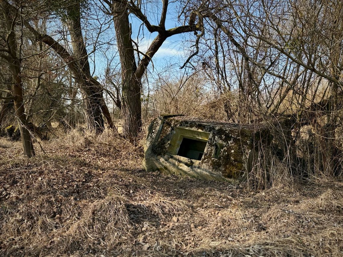 Jednoosobowe bunkry z czasów II wojny światowej i ich niezwykłe skupisko w Jelczu