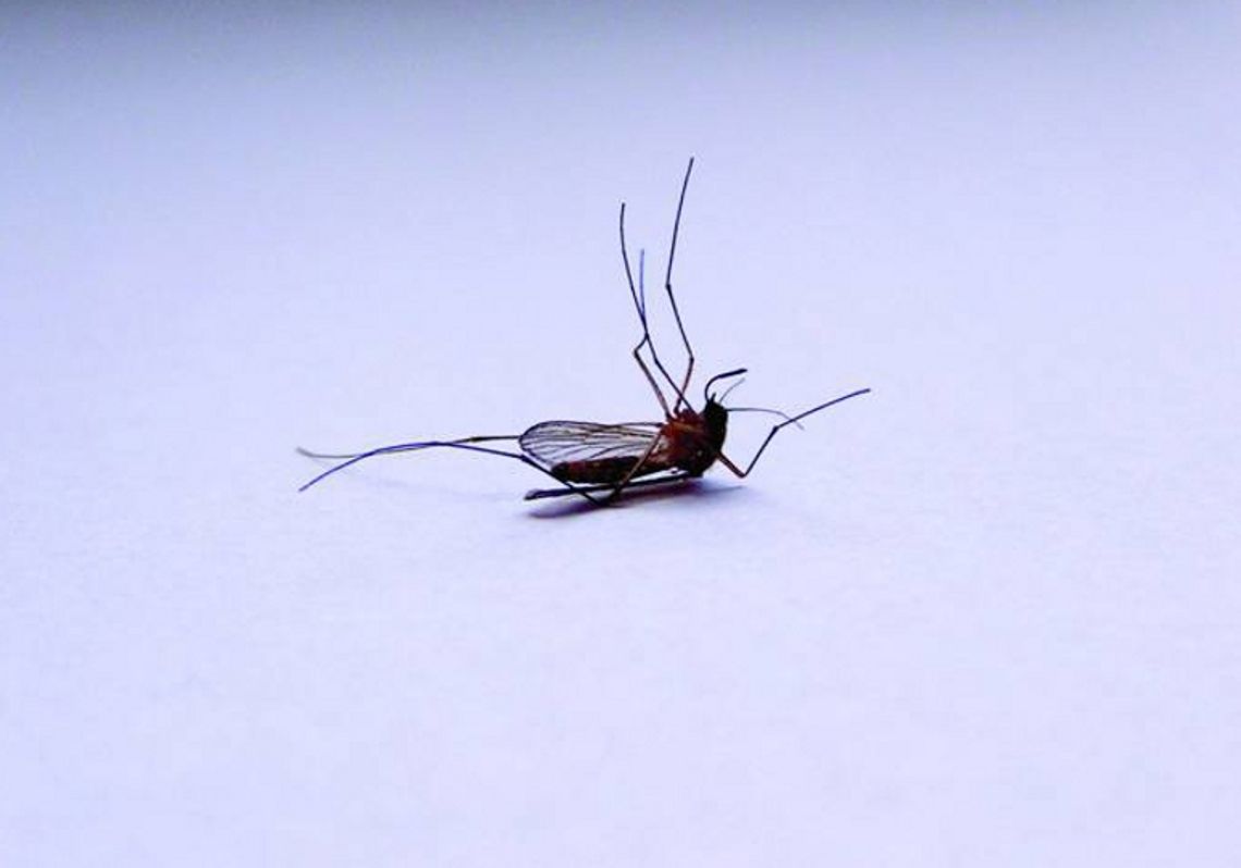 Jelcz-Laskowice. Miłoszyce. UWAGA! Dziś opryski z ziemi Jelcz-Laskowice. Miłoszyce. UWAGA! Dziś opryski z ziemi