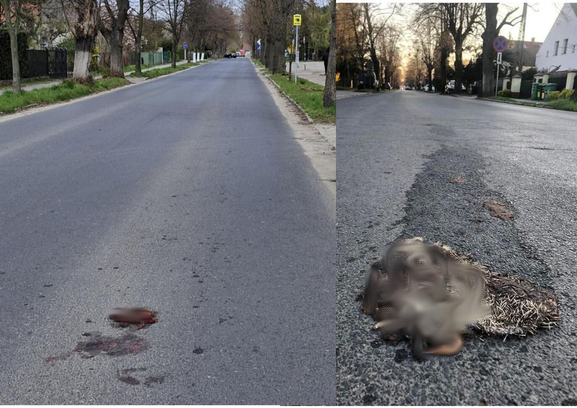 Jest petycja w sprawie ochrony jeży na ul. Lipowej w Oławie