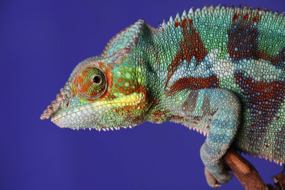 Kameleon lamparci