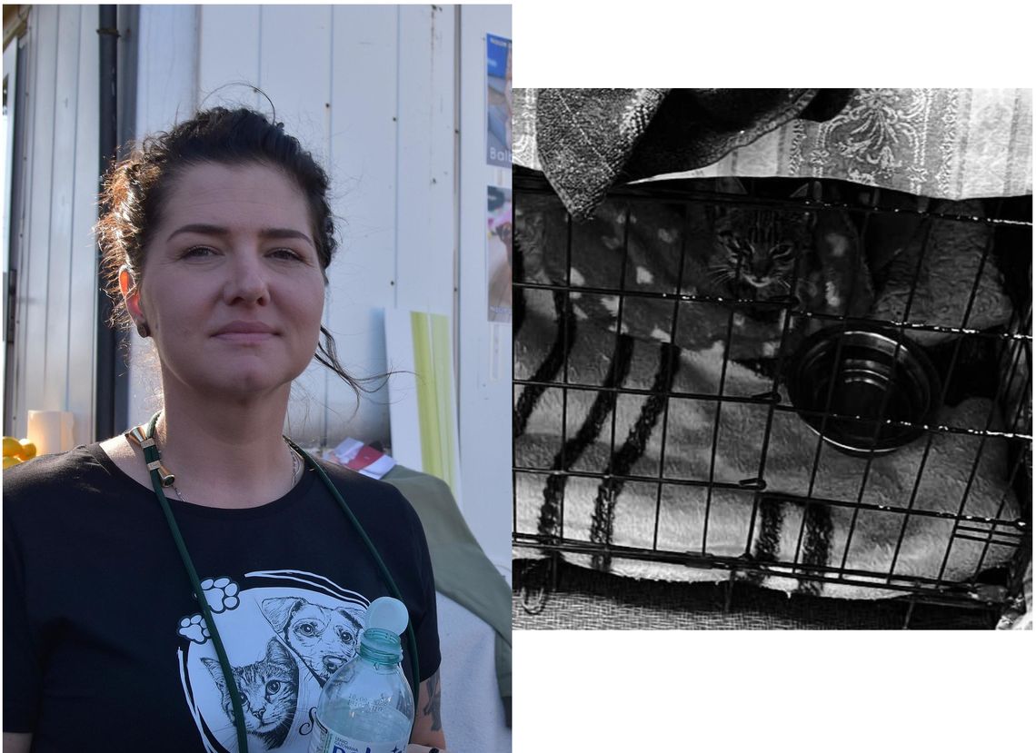 Koci tyfus w schronisku. Koordynatorka o obecnej sytuacji