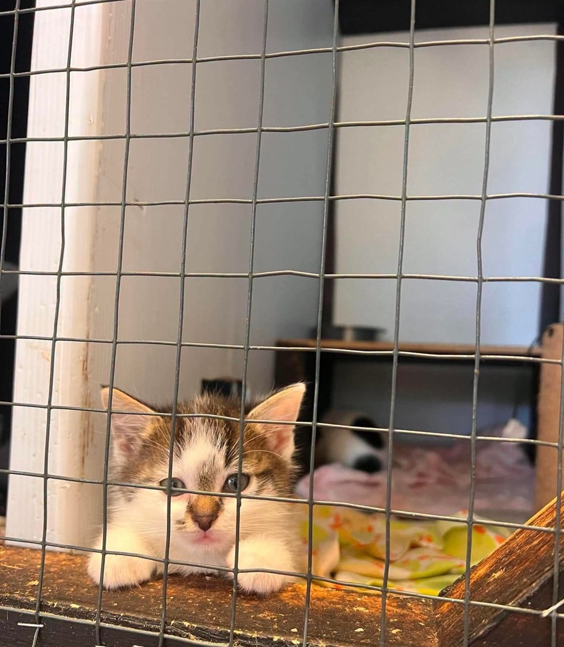 Kociaczki do adopcji. Od dzisiaj Kociaczki do adopcji. Od dzisiaj