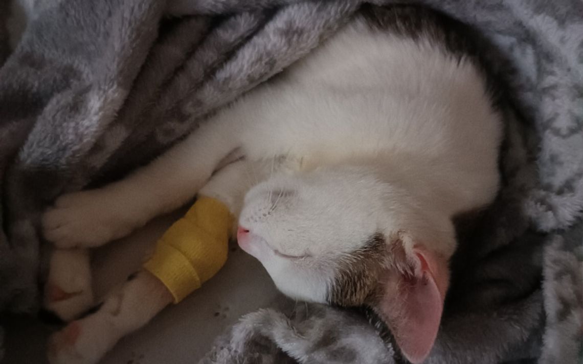 Konieczny pilny rezonans, by Kicia żyła Konieczny pilny rezonans, by Kicia żyła