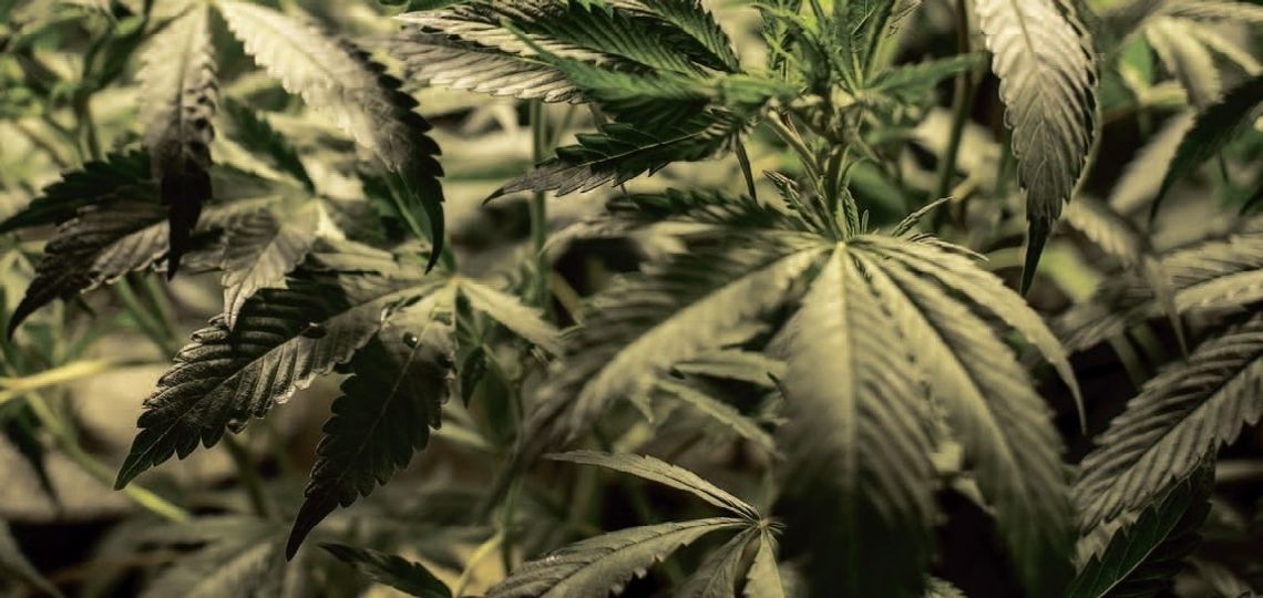 Konopie na straży zdrowia Konopie na straży zdrowia