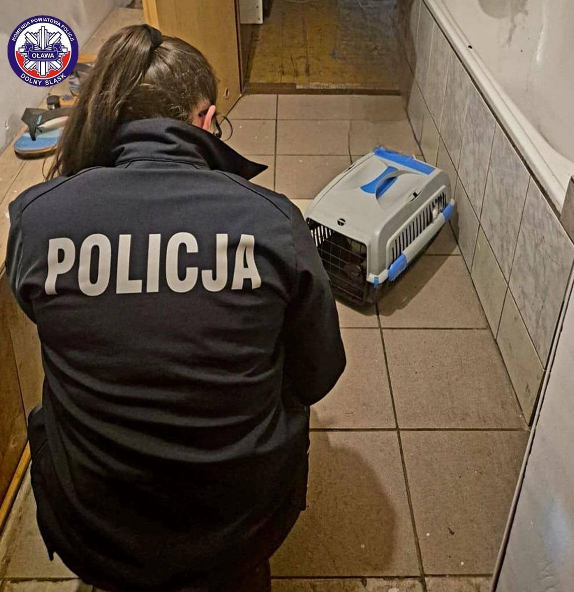 Kot pozostawiony bez opieki nie został sam