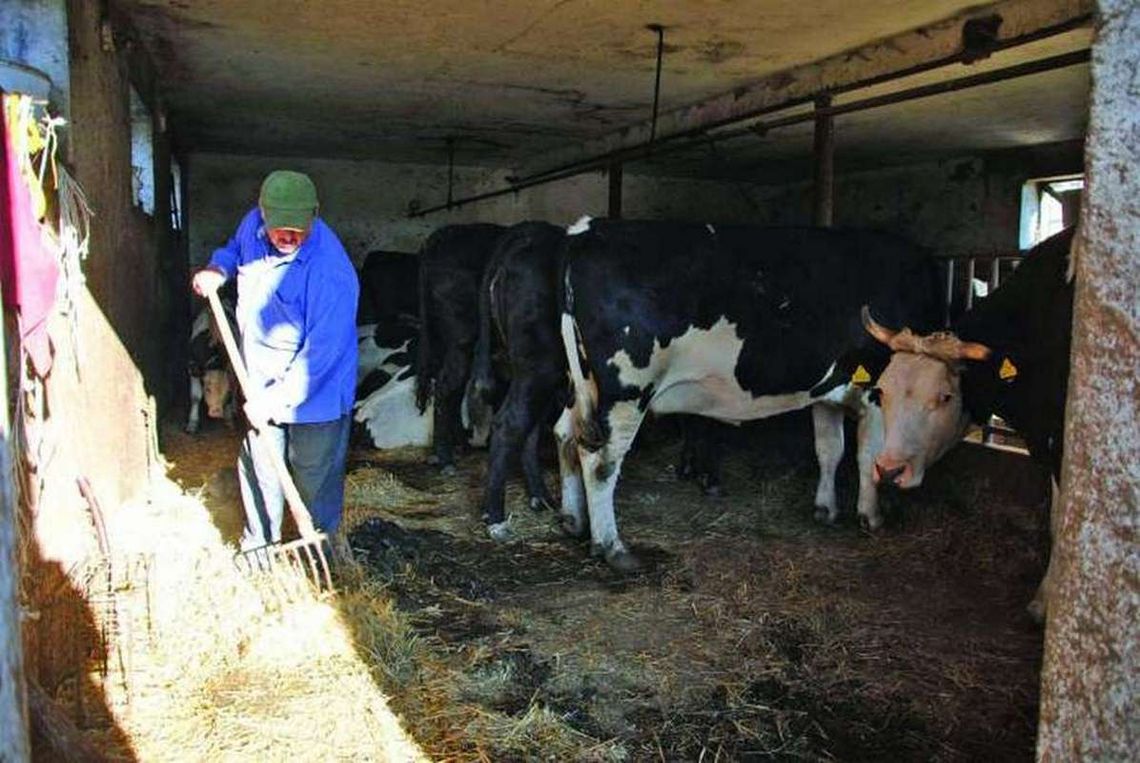 Krowy muszą odejść, bo urzędnicy i sąsiedzi ich nie chcą