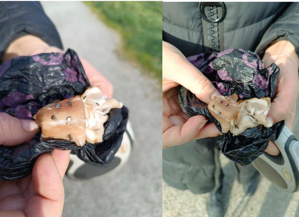 Ktoś rozrzuca karmę nadzianą gwoździami Ktoś rozrzuca karmę nadzianą gwoździami