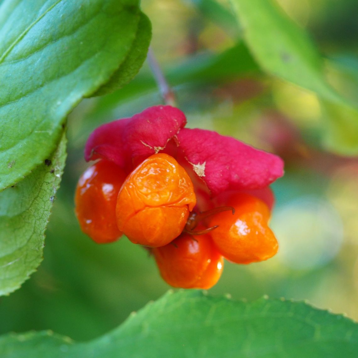 Kuszą pięknymi kolorami i niezwykłym kształtem, ale...