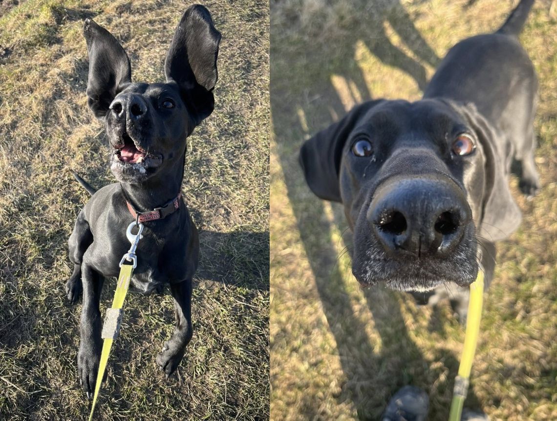 Łagodna i towarzyska Zara szuka domu Oława