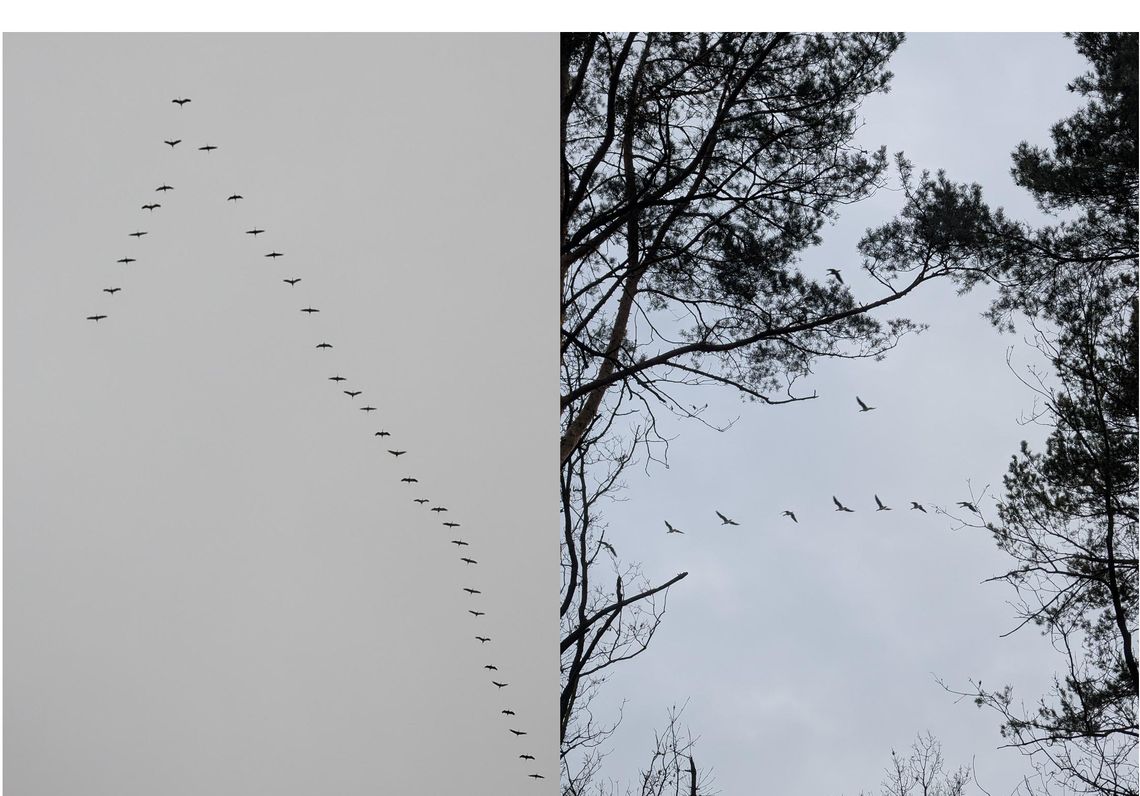 Latają raz w jedną, raz w drugą stronę. Co jest?!