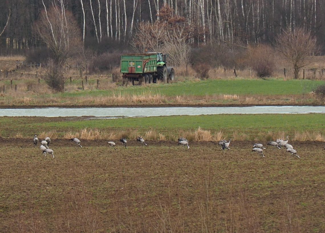 Latają tam nad głową stadka żurawi