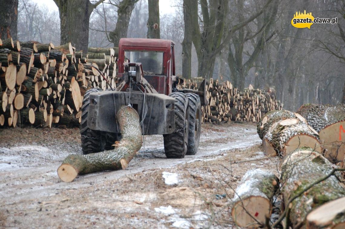 Leśniczy: Tniemy, bo takie są zasady