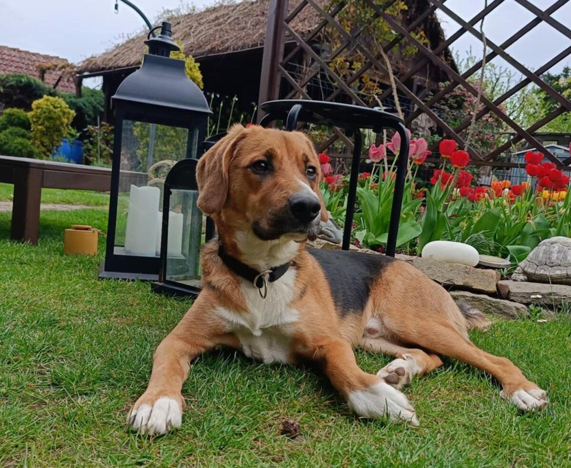 Lui bardzo potrzebuje domu, w którym ktoś pokaże mu, jak wygląda dobre życie Lui