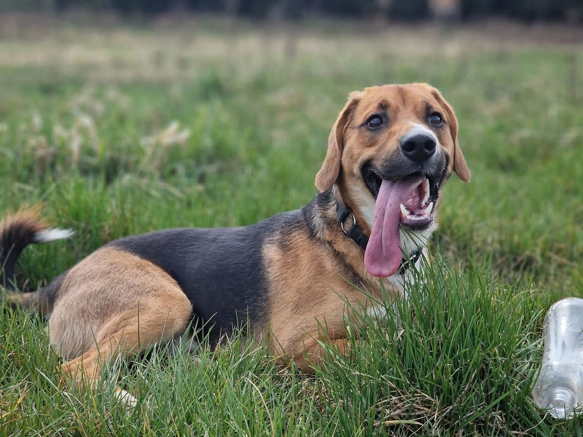 Lui jutro traci swój dom tymczasowy. Co dalej?
