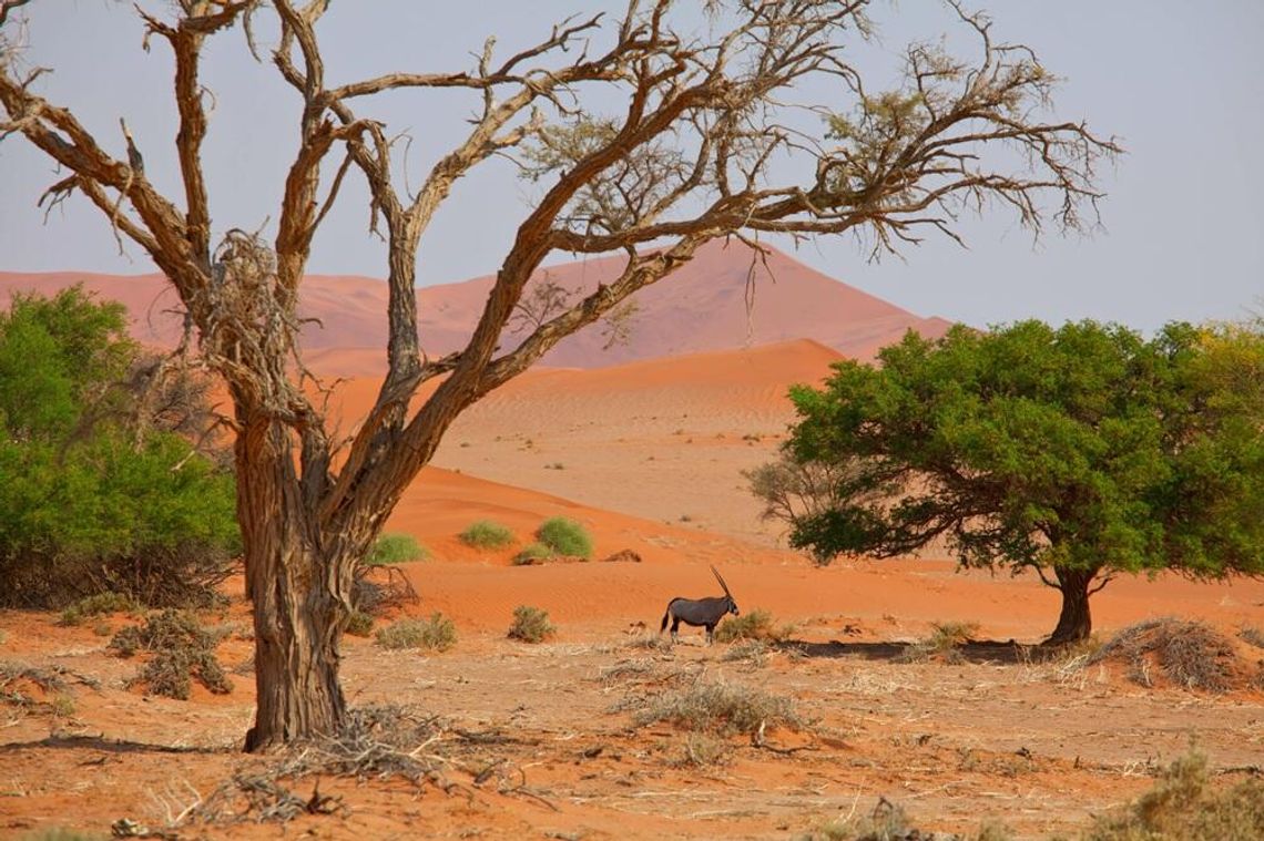 RPA Namibia