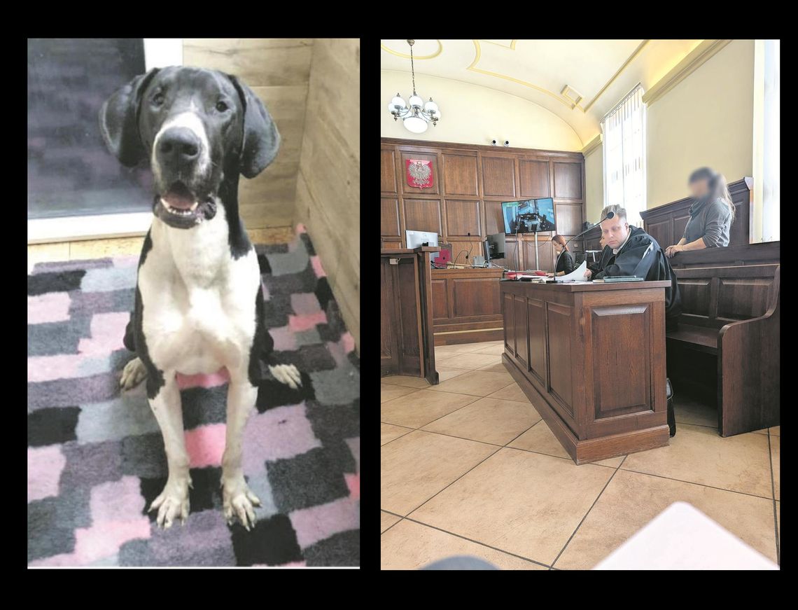 Magdalena Ł.: - Było zagrożenie dla zdrowia, a nawet życia tego psa