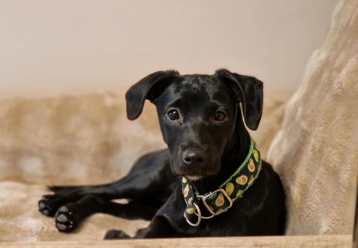 Mała i czarna Kropka szuka domu