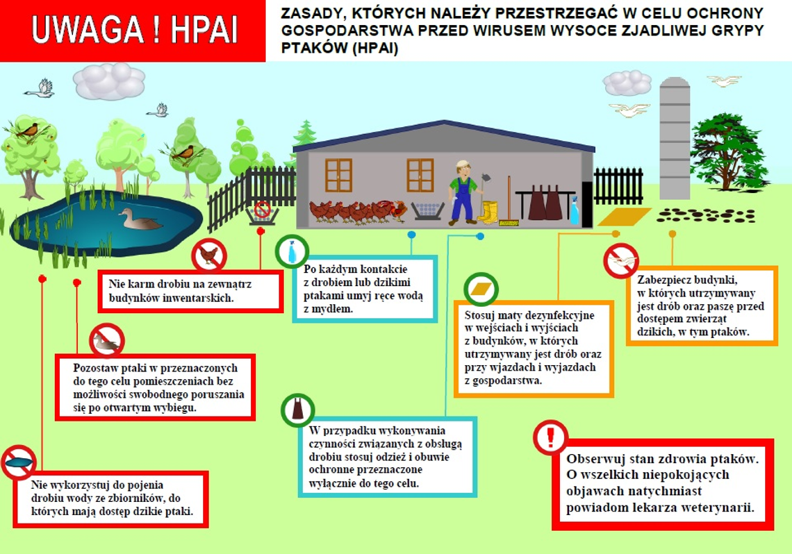 Mało pandemii? To jeszcze ptasia grypa