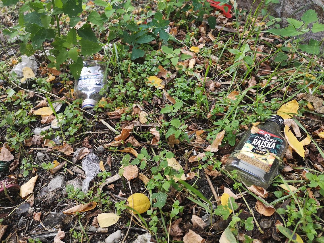 Małpki wciąż królują