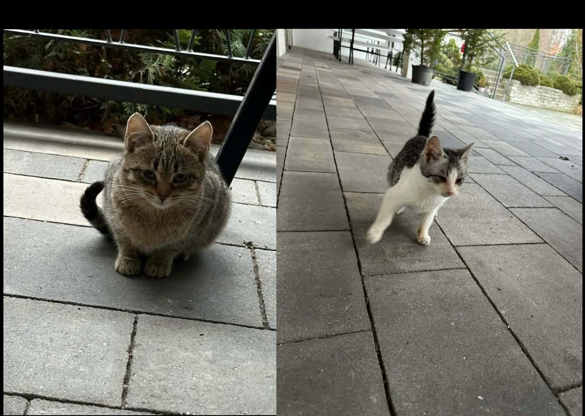 Mama kotków zginęła na ruchliwej drodze i zostały one, słodziaki... Mama kotków zginęła na ruchliwej drodze i zostały one, słodziaki...