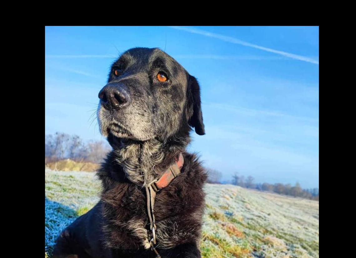 Mambo nadal w przytulisku. Czeka na Ciebie?