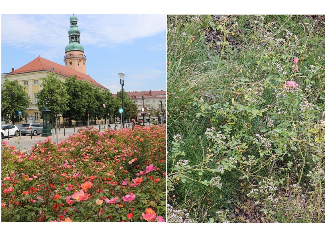 Miasto odpowiada: - W miarę możliwości róże były okresowo odchwaszczane Miasto odpowiada: - W miarę możliwości róże były okresowo odchwaszczane