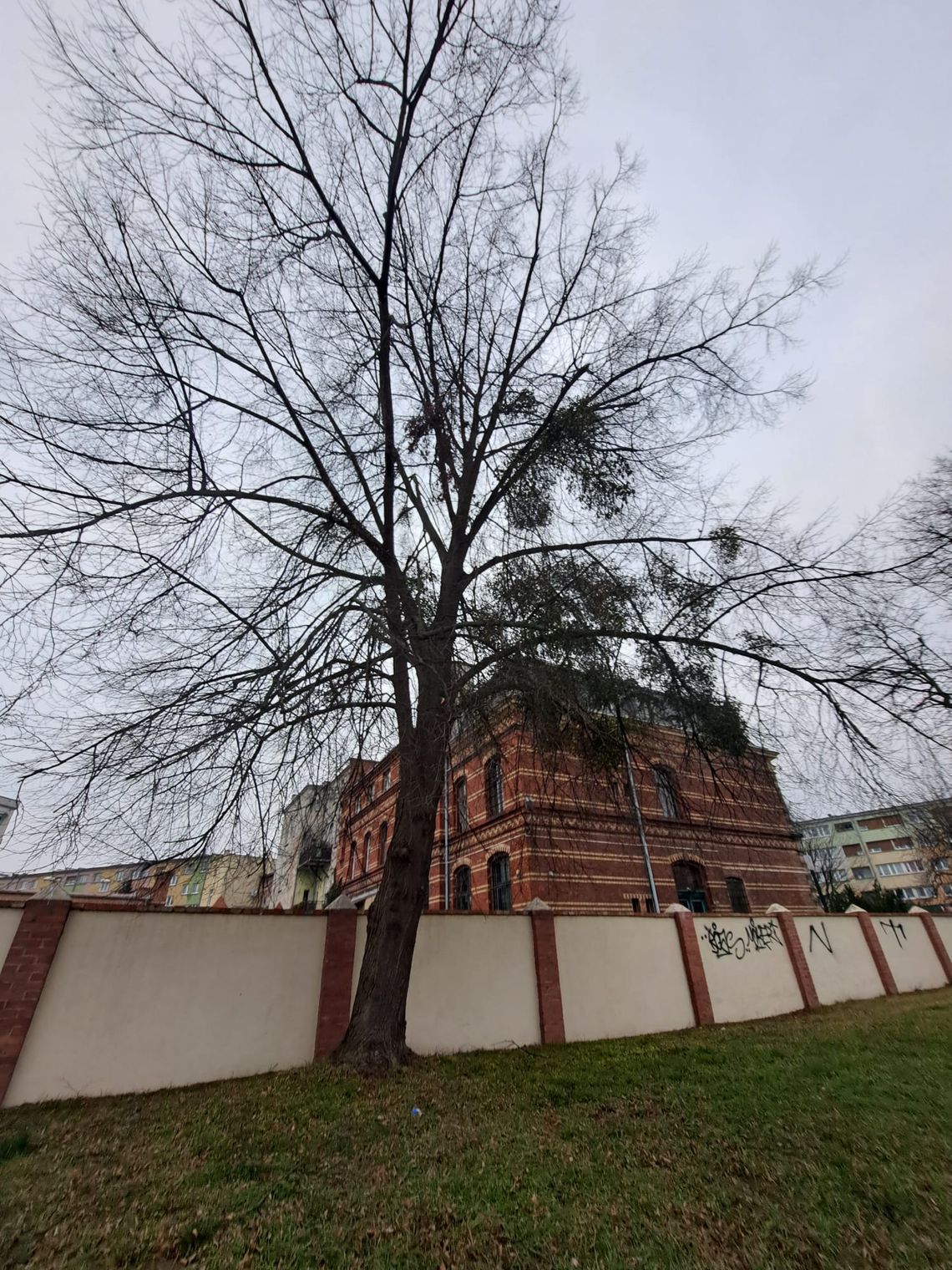 Miasto walczy z jemiołą. Przycinki w marcu