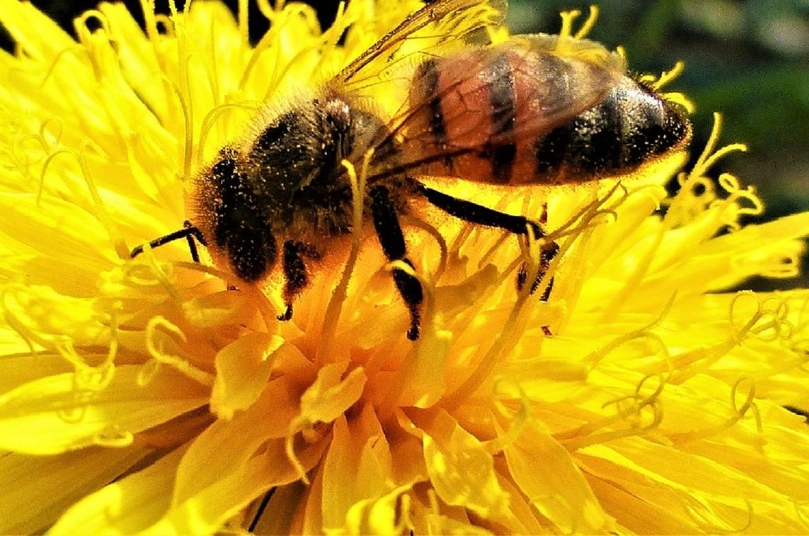 Miód mniszkowy - najsłodszy lek. Zadbaj o zdrowie, naturalnie!